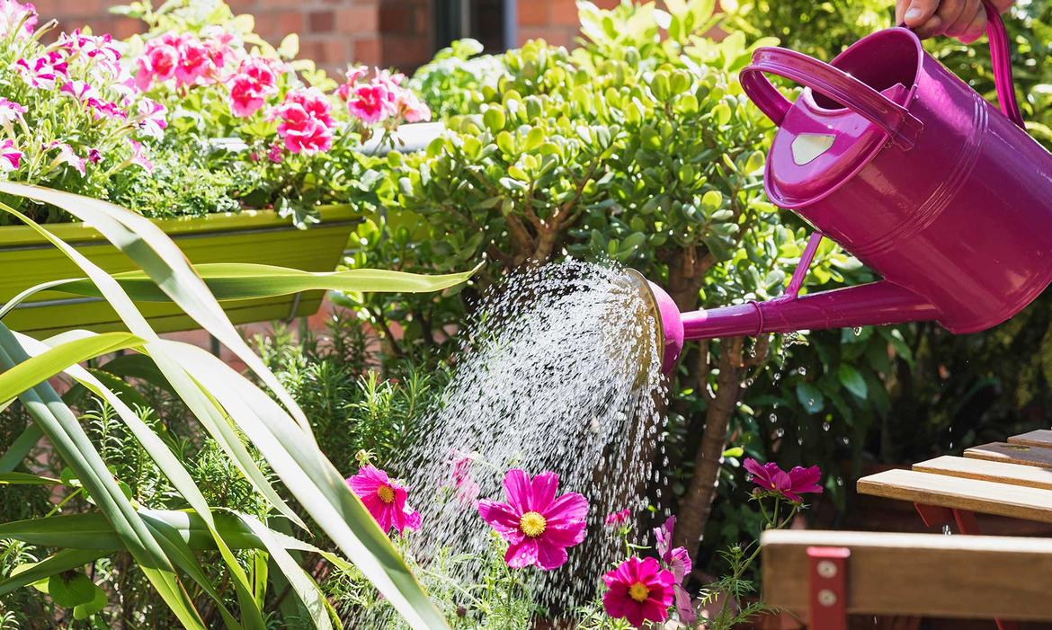 How To Keep Your Garden Thriving During Summer Heat